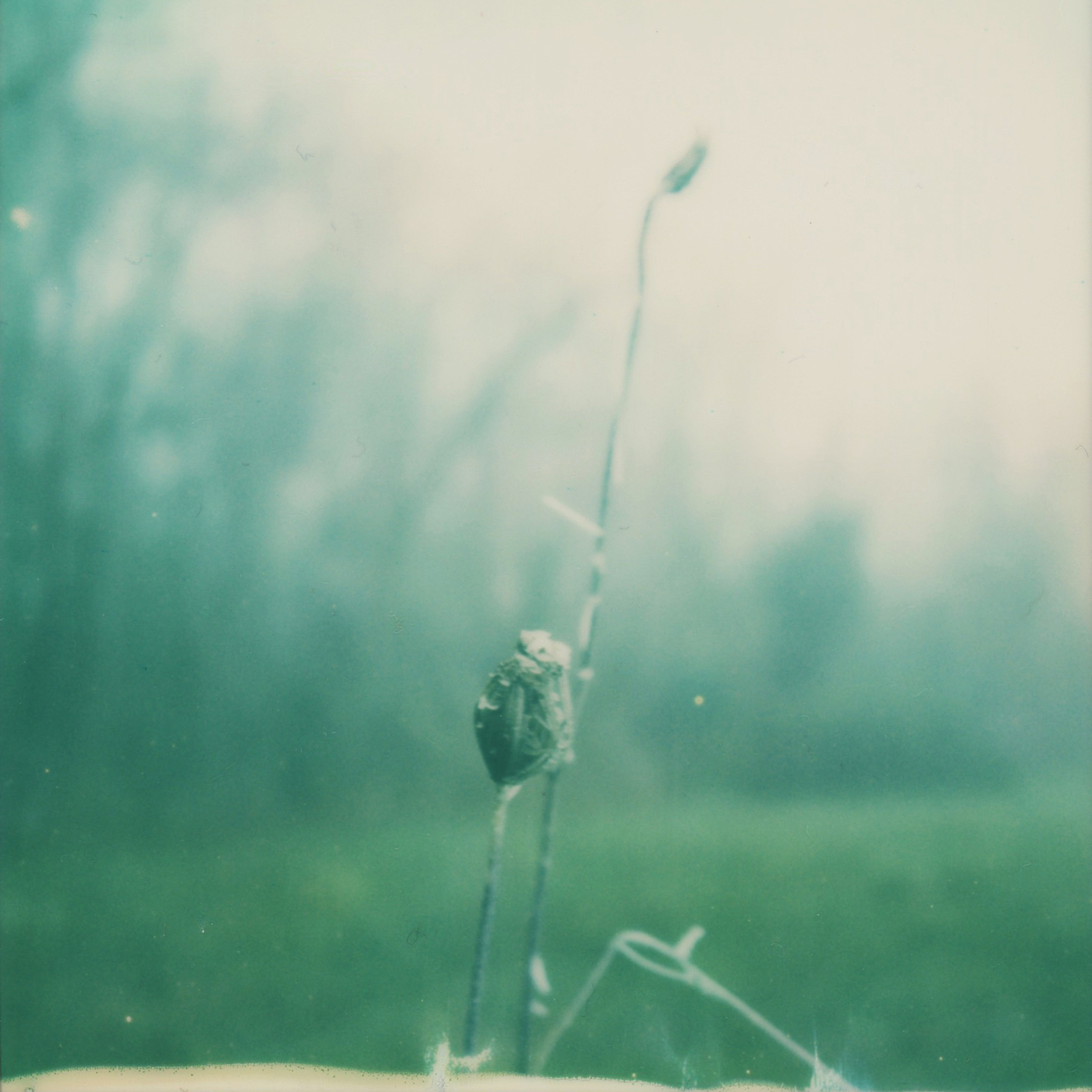 (untitled), série Androgyne