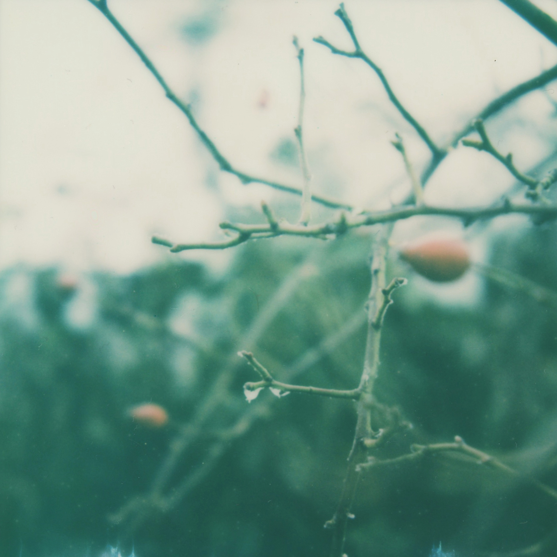 (untitled), série Androgyne