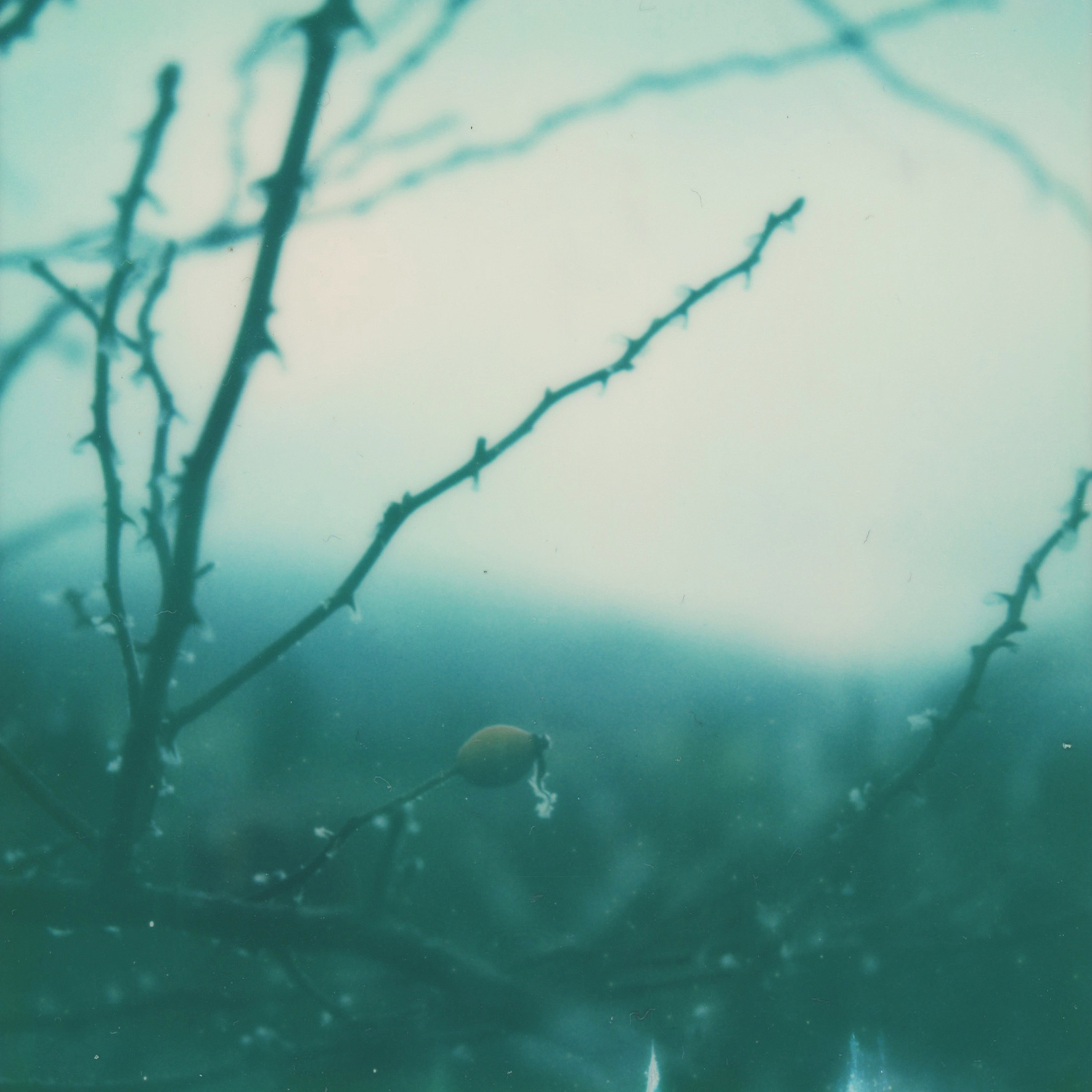 (untitled), série Androgyne