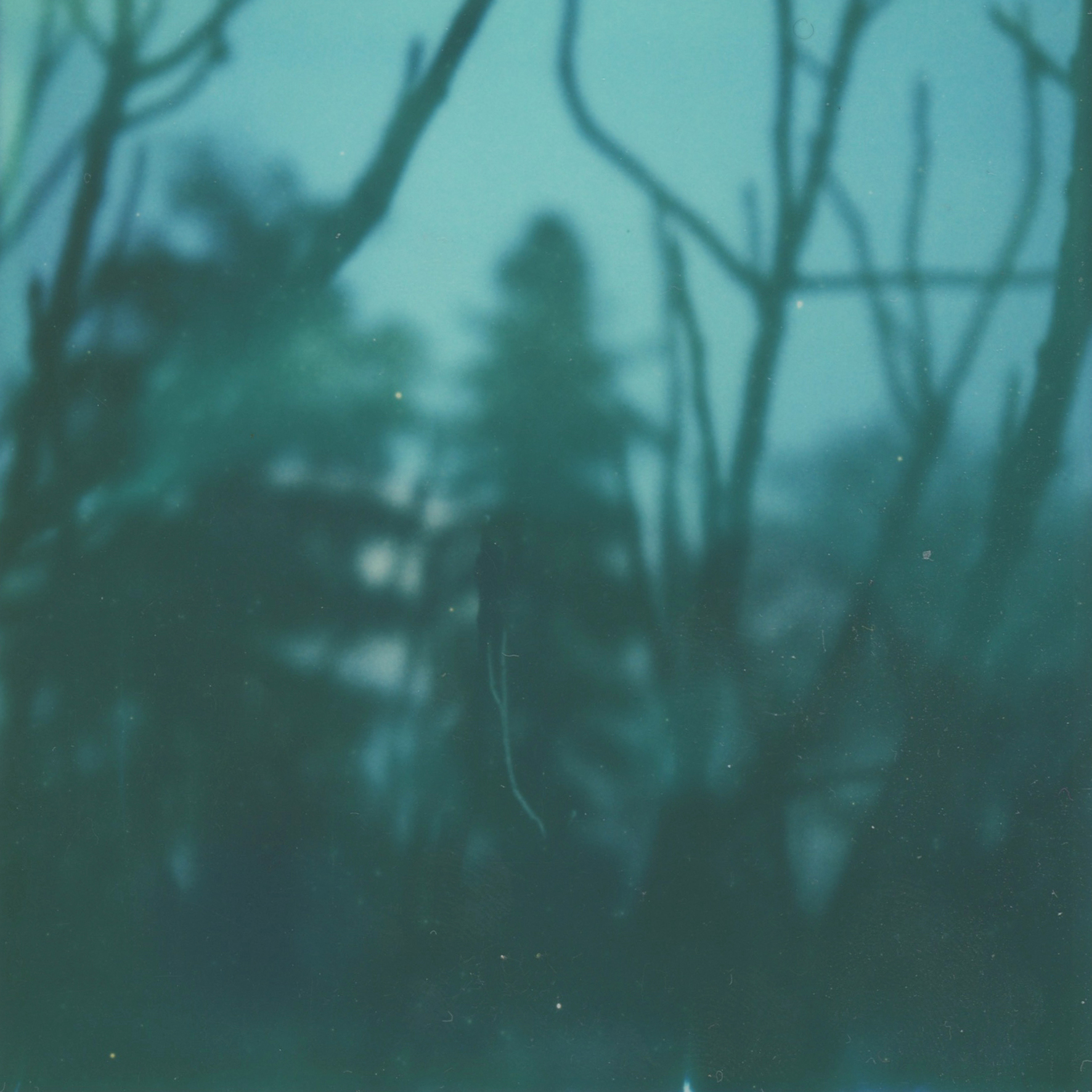 A Forest, série Androgyne