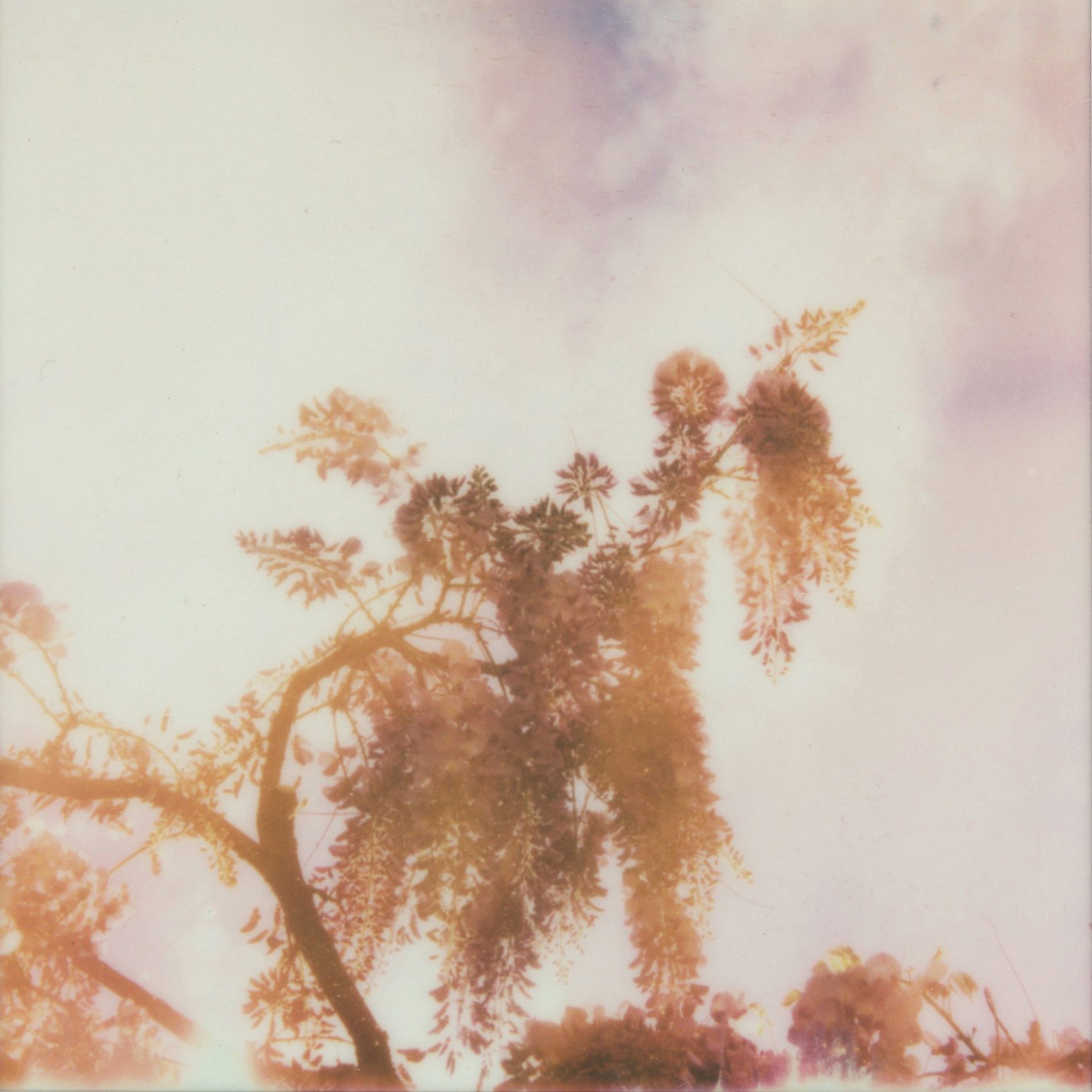 (untitled), série Androgyne