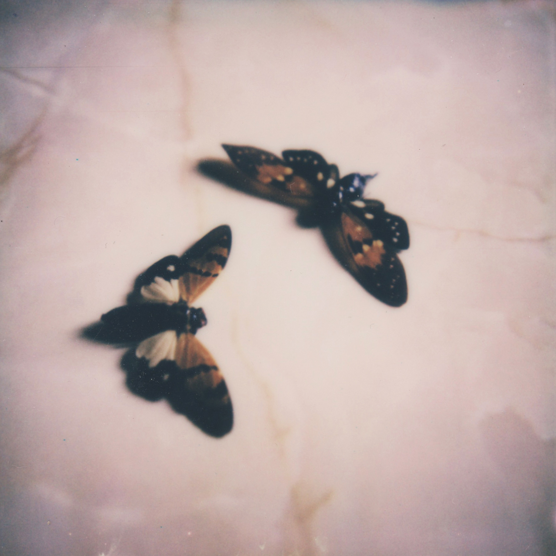 (untitled), série Androgyne