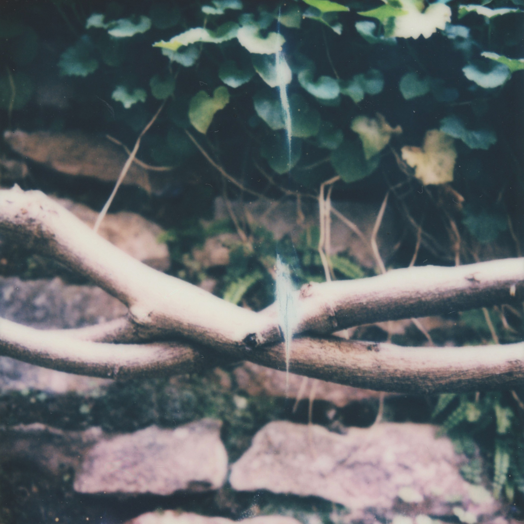 (untitled), série Androgyne