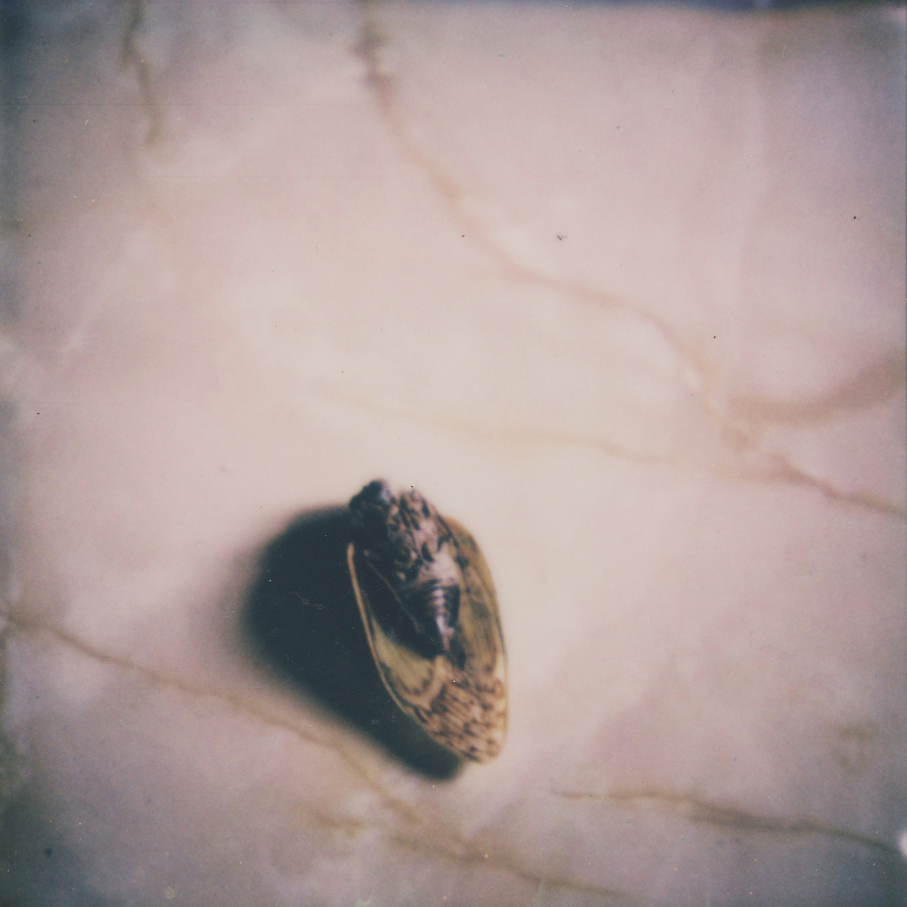 (untitled), série Androgyne