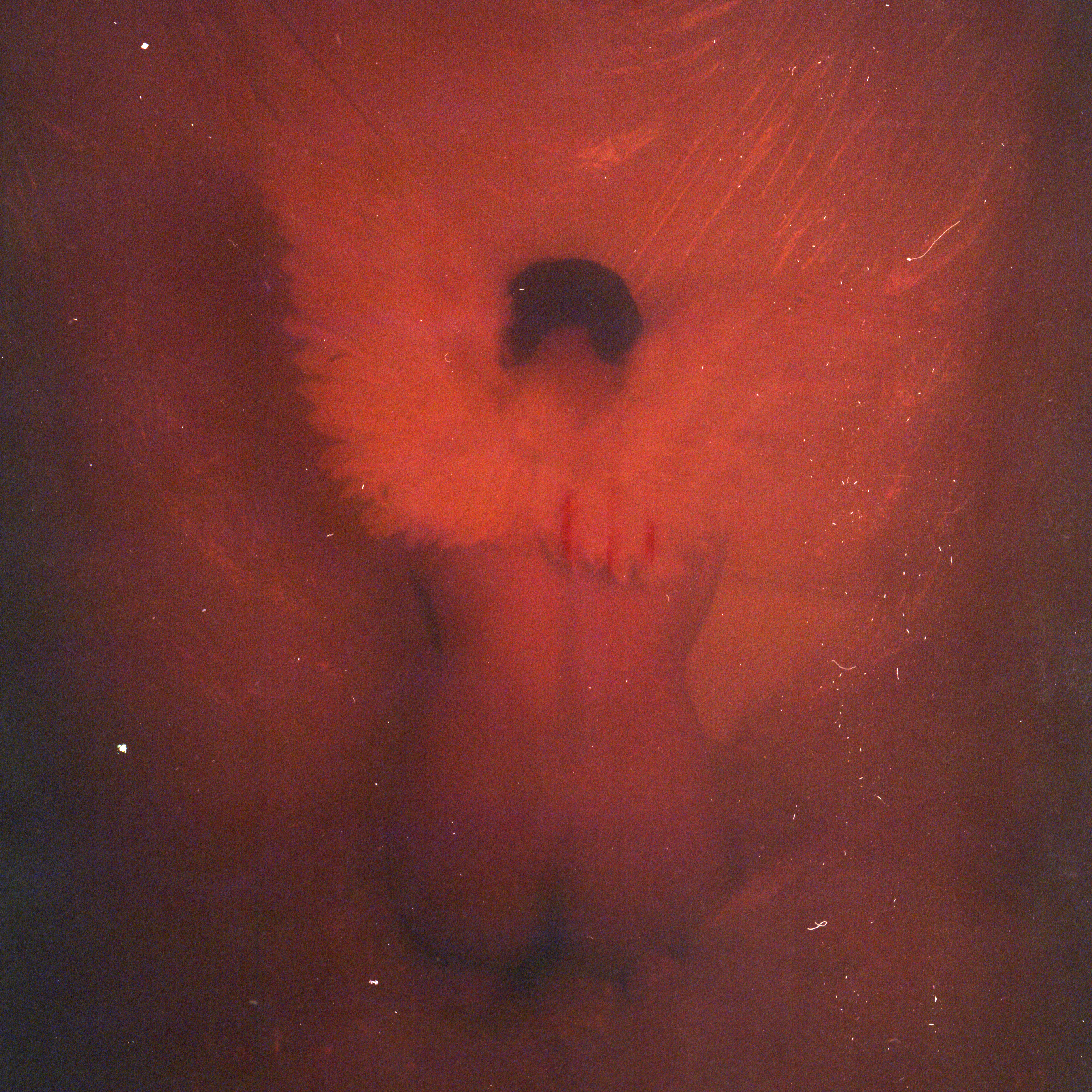 (untitled), série Angels & Monsters