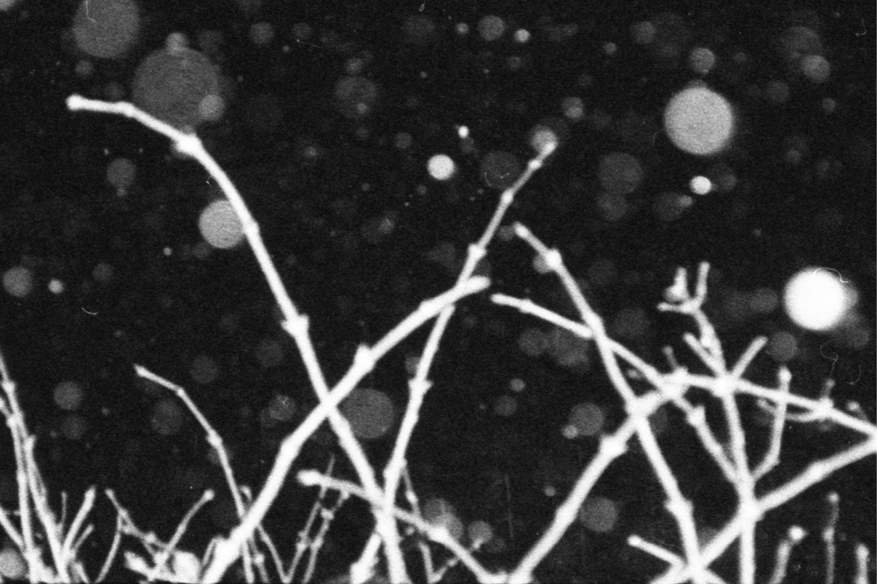 blackmetal11