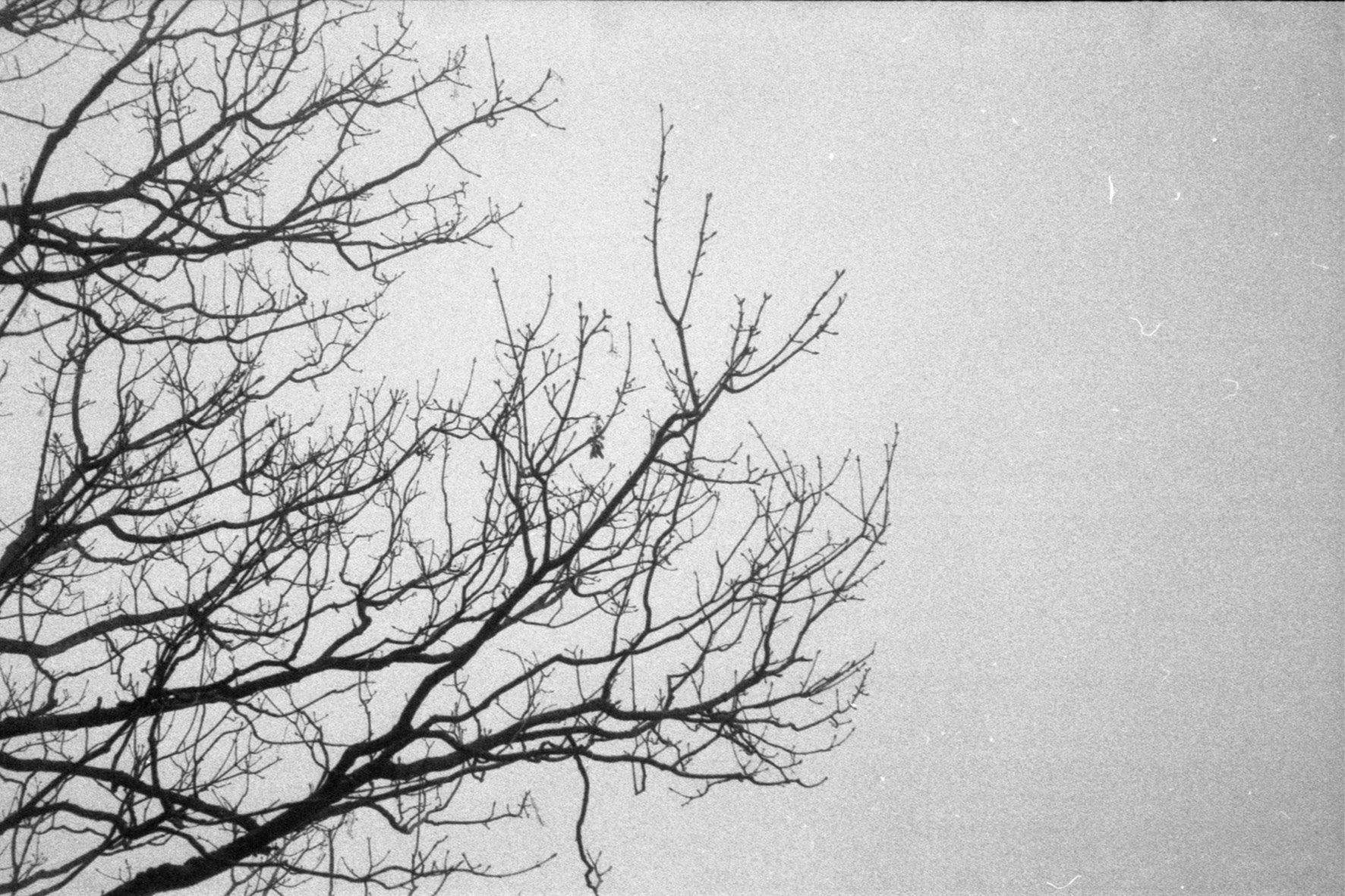 blackmetal14