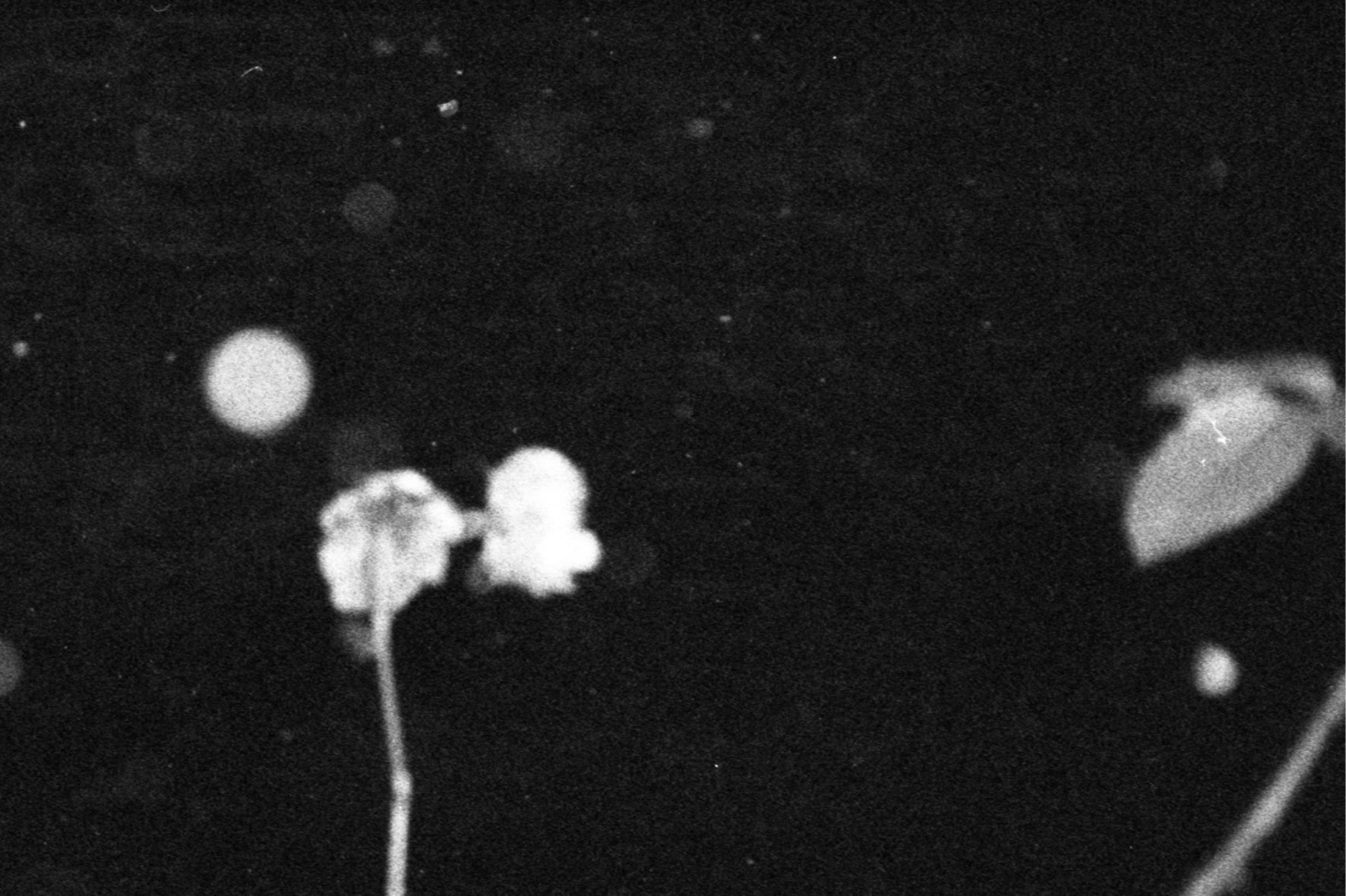blackmetal15