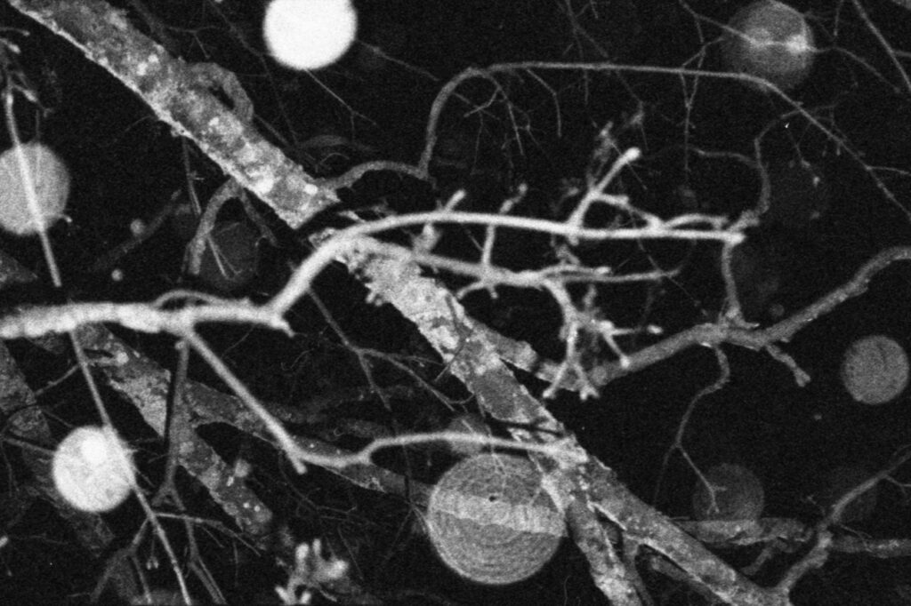 Des branches noires et blanches parcourues par des feux follets