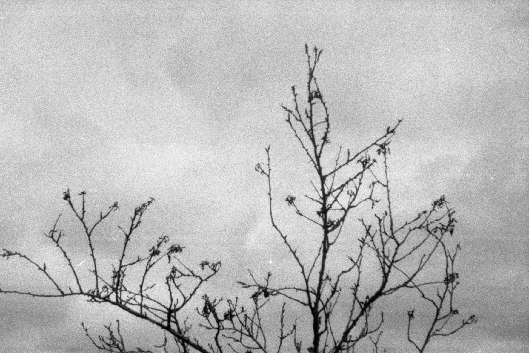 blackmetal26