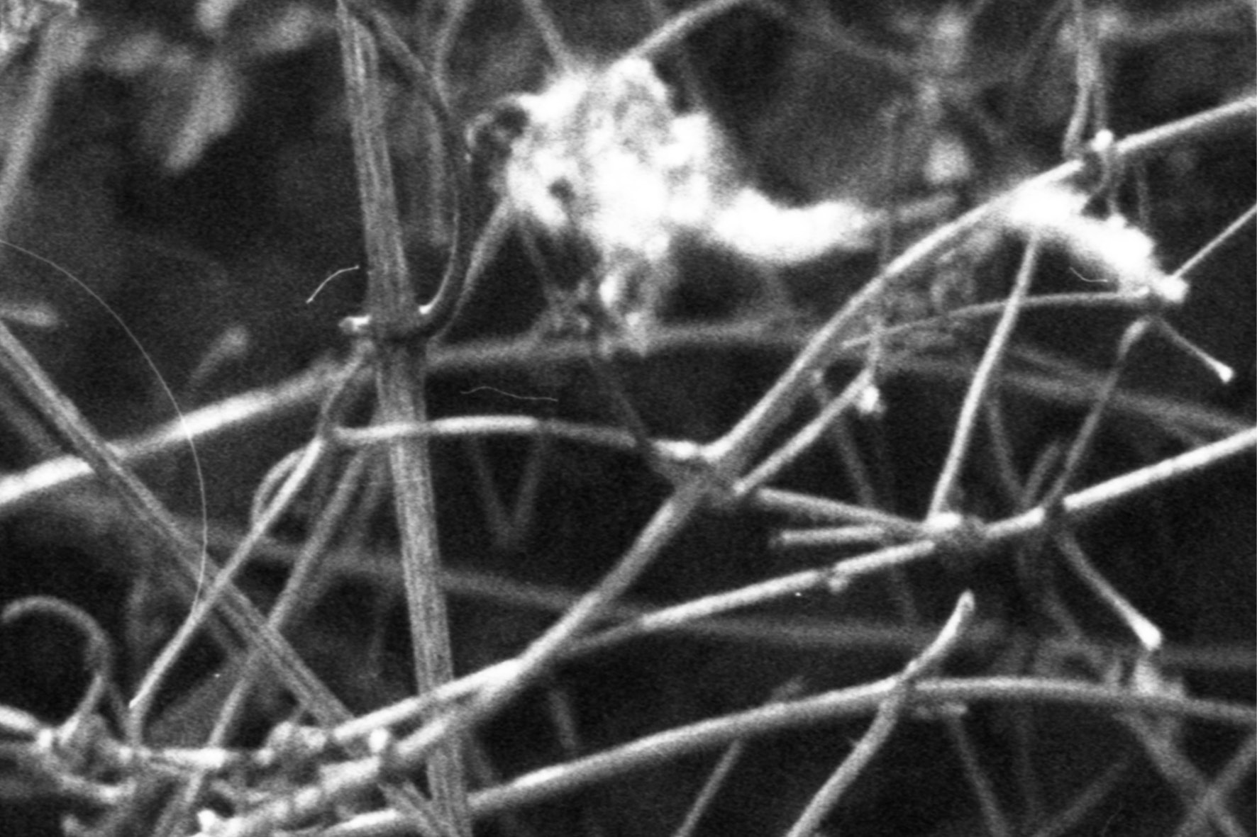 blackmetal27