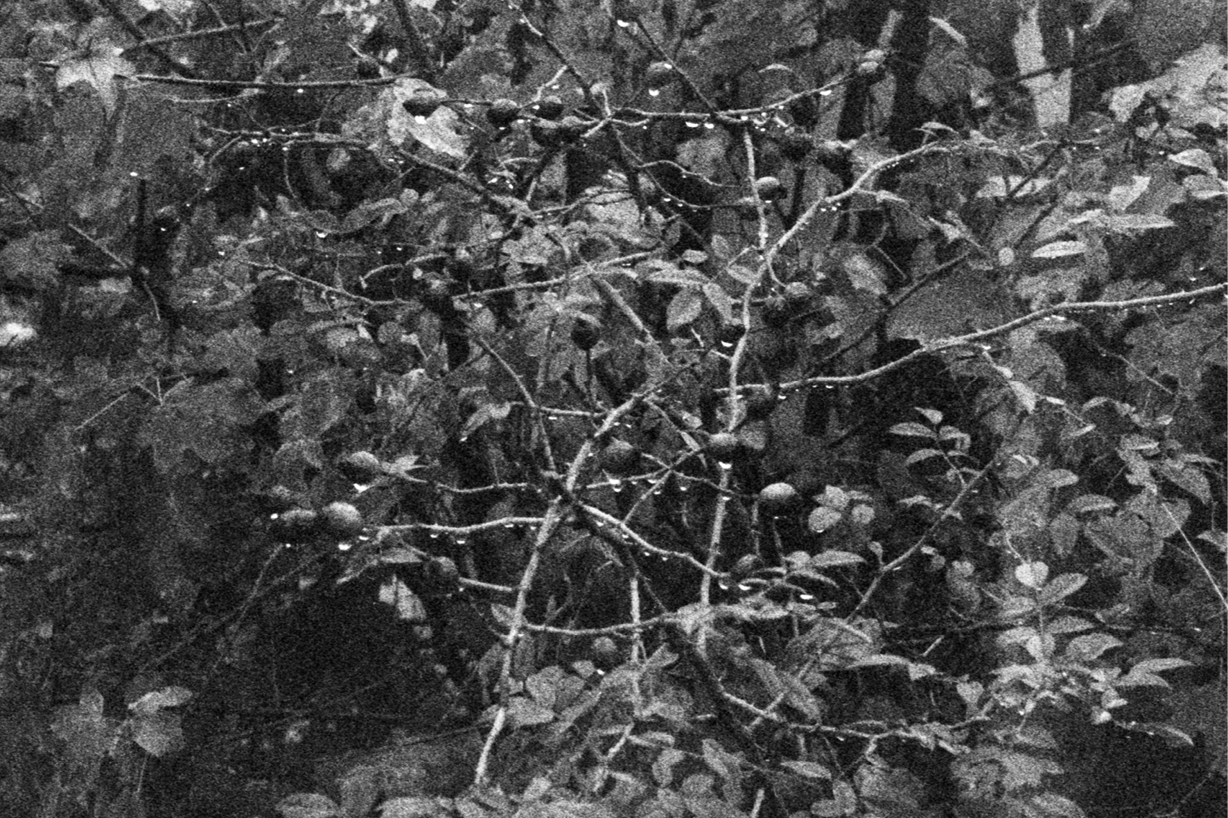 blackmetal33