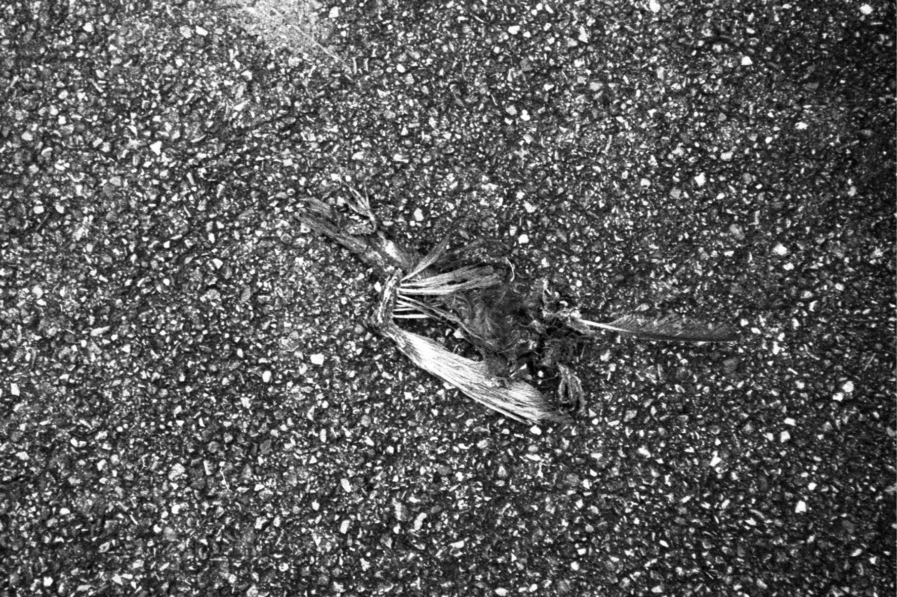 blackmetal37