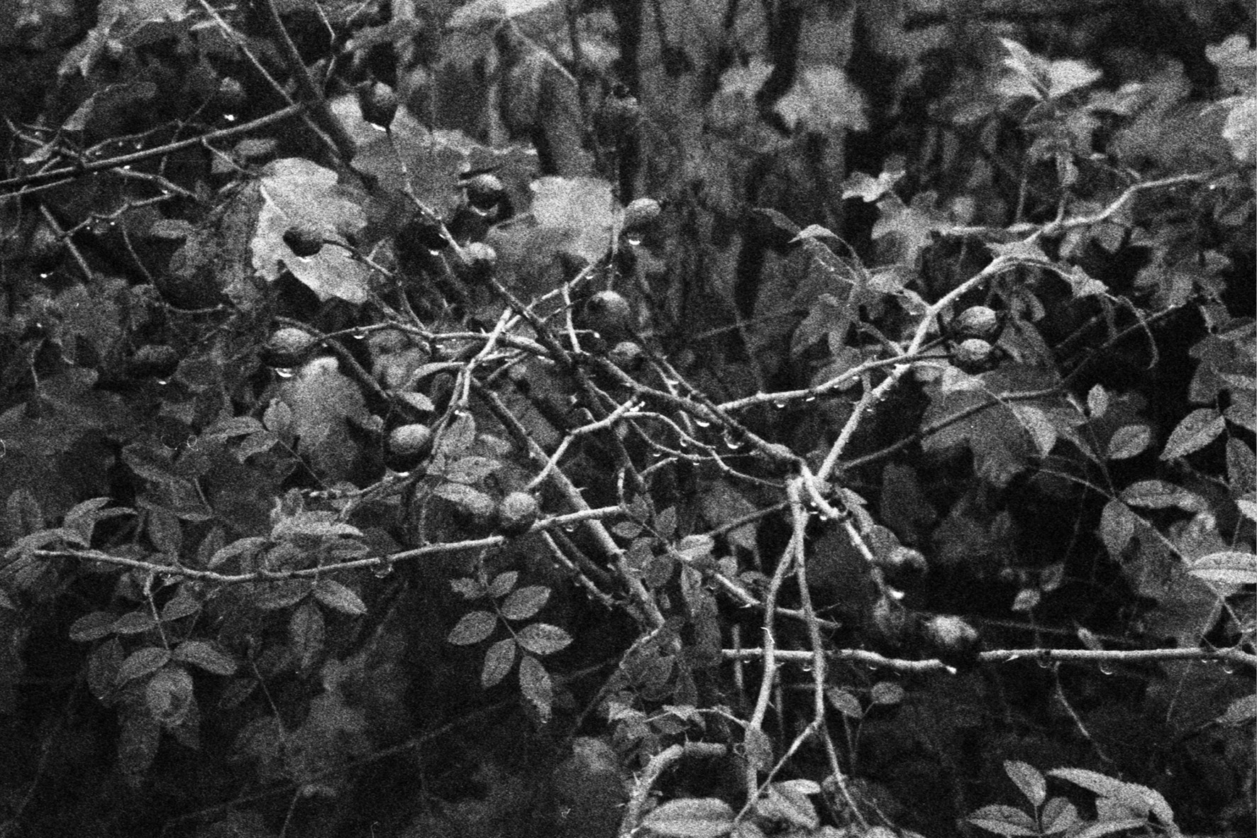blackmetal6