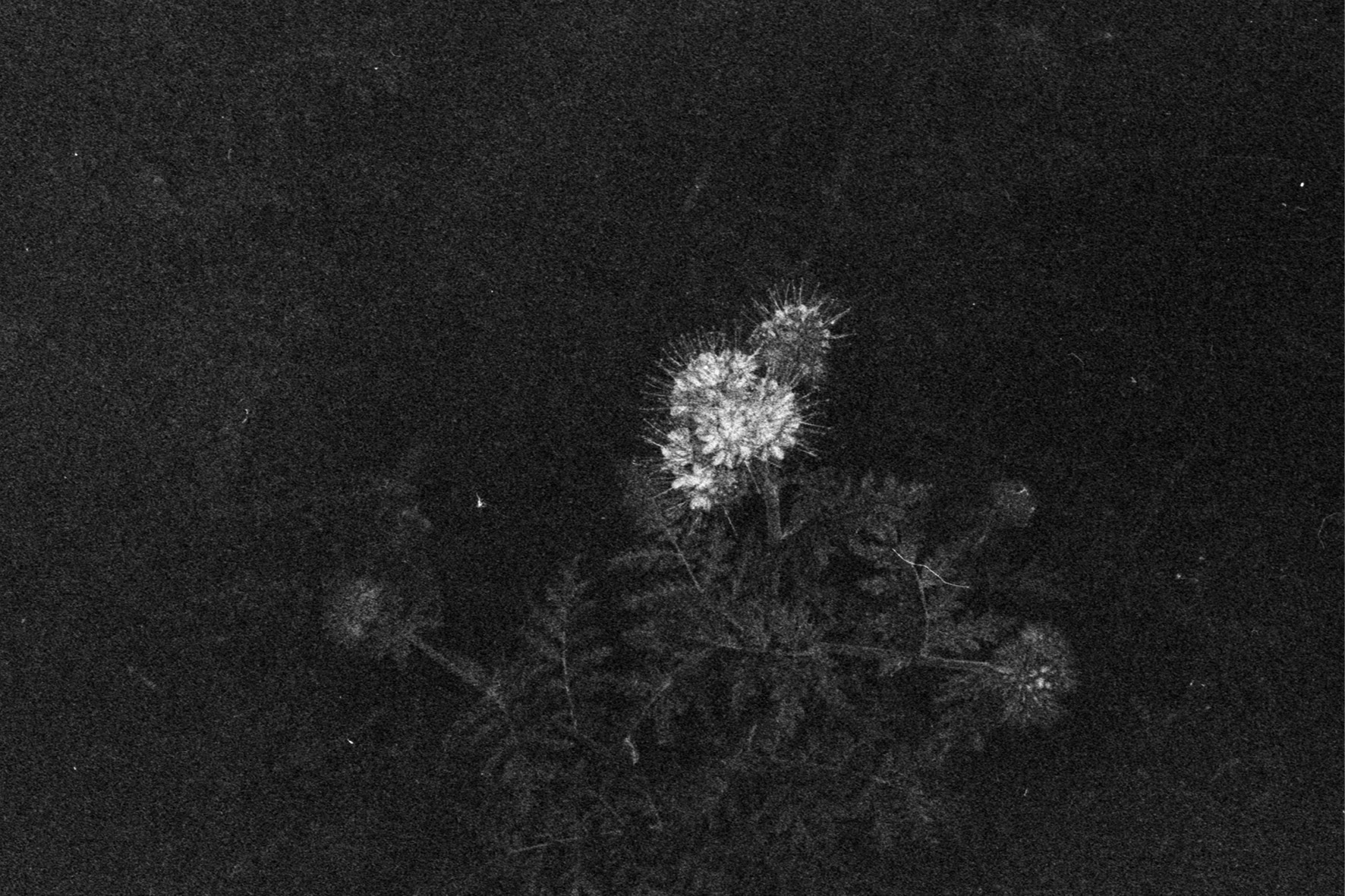 (untitled), série Blvck Metvl