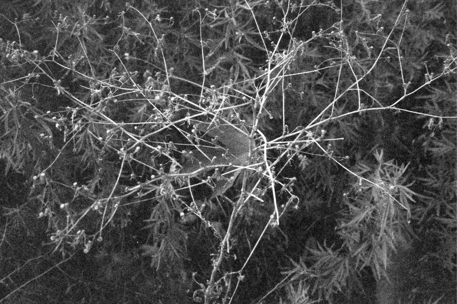 blackmetal9
